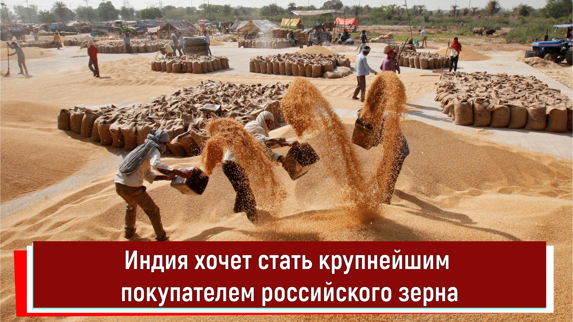 Индия хочет стать крупнейшим покупателем российского зерна