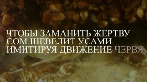 Запускаю в пруд Сома. Рыба для пруда. Сом. Зарыбление пруда. Сом для пользы и для рыбалки.