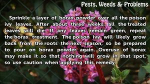 How to Kill Poison Ivy Naturally