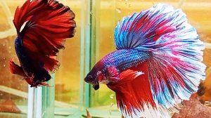 Петушки Blue fire Dragon HM