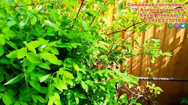 ОТДЫХ В ЕЙСКЕ! ОТЕЛЬ У АЗОВСКОГО МОРЯ, Победы, 8. Обзор здания, территории и номеров от собственник