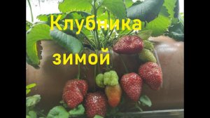 Клубника выращенная зимой в гараже.