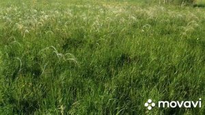 обзор сенокоса. ковыль опасен ли для скота.????? сельские будни