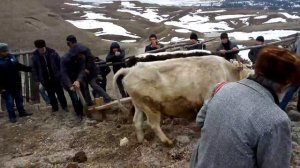 Унцукульский район с.Кахабросо Оц-бай