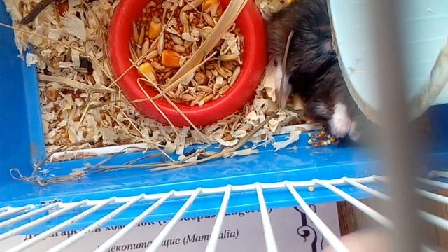 Хомячок кушает во сне! смотреть онлайн