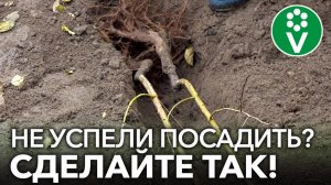 КАК СОХРАНИТЬ САЖЕНЦЫ ДО ВЕСНЫ, если сажать уже поздно