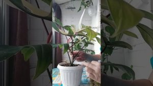 Как быстро коренить филодендрон Меджик Маск и пробудить спящую почку. часть 2