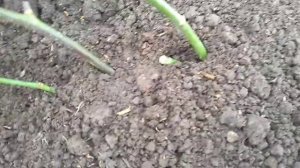 Как черенковать Розы Весной?