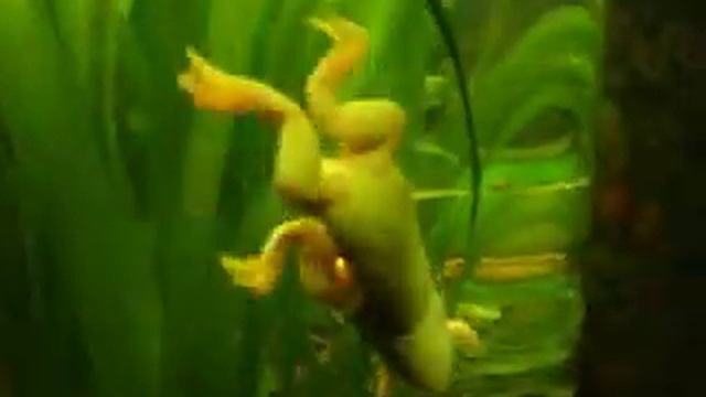 Frog Fucker смотреть онлайн