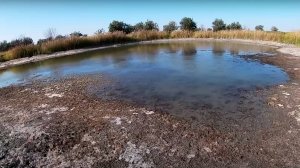Спасаем  рыбу из высыхающего ручья