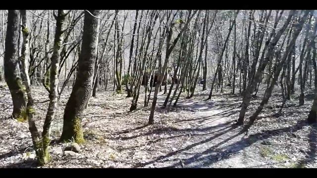 "Пшадские дольмены."Дольмен Зизифус. Дольмены Пшада.