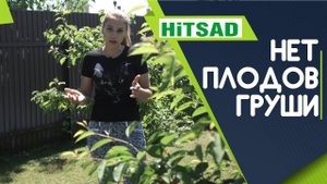 Почему не плодов у груши ✔️ Вредители на груше