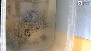 Как вырастить из икры лягушку