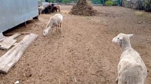 Вес молодых ягнят, по чем сейчас баранина!