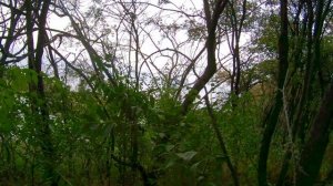 Шел за Уткой а Добыл Дикого Голубя(Вяхиря).Охота с Пневматикой 2020