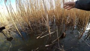 Крупный КАРАСЬ на Зимнюю Удочку!!!Ловля КАРАСЯ на боковой кивок!!