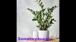 Комнатные растения, которые приносят Счастье в ваш Дом.