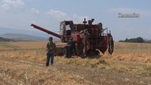 ГУП Дылымское,уборка урожая зерновых культур
