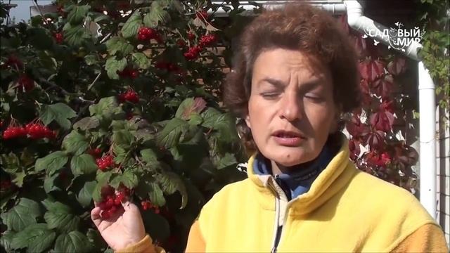 Как выращивать калину. Урожай калины. Сайт "Садовый мир" смотреть онлайн
