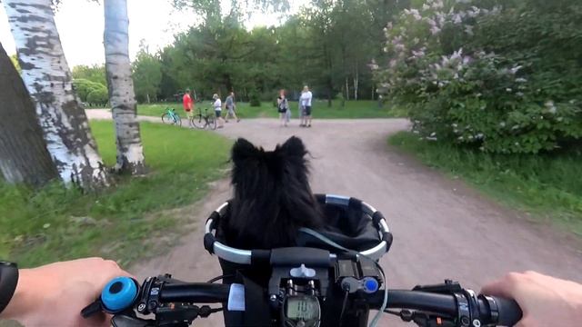 Поездка с собачкой смотреть онлайн