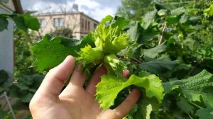 ФУНДУК . Сорт Черкесский 2 . Сигнальный урожай .