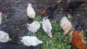 Горчица! Сидерат или корм для курочек?