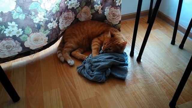 6. Мой любимый рыжий кот ?? смотреть онлайн