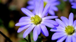 25 КРАСИВЕЙШИХ ПЕРВОЦВЕТОВ, КОТОРЫЕ УКРАСЯТ САД РАНЬШЕ ВСЕХ