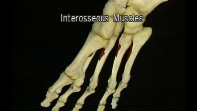 Анатомия стопы - видеоатлас Акланда смотреть онлайн