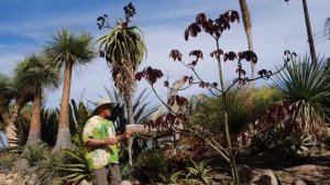 Pseudobombax ellipticum | Species Detail