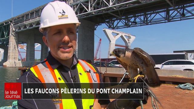 Les faucons pèlerins du pont Champlain смотреть онлайн