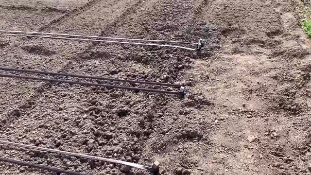 Посадка смородины под плёнку 14.04.2021 смотреть онлайн