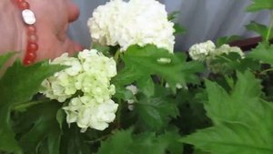 Первое цветение калины бульденеж.04.06.2019