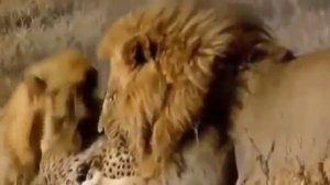 Убийство гепарда львами