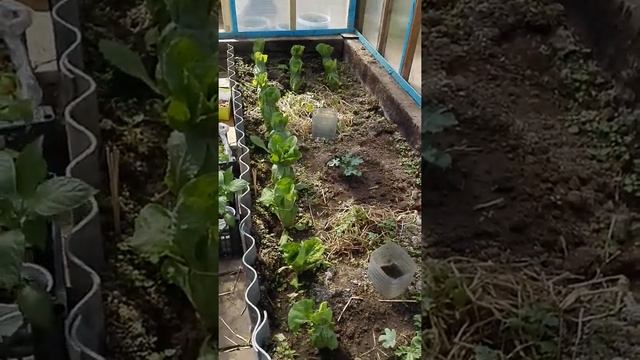 Арбузы, пекинской капуста смотреть онлайн