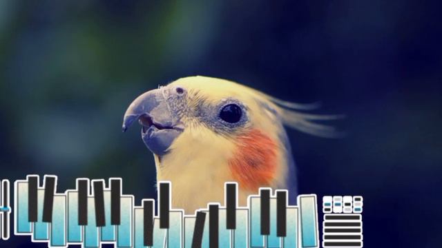 Cockatiel Singing Piano 🎹🔔👇🙏🙏❤️ #parrotvideo #cockatiel #корелла
