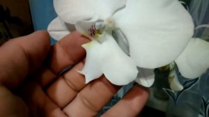 Фаленопсисы из садового центра ФЛОРИССИМА!  Asian Sun ???