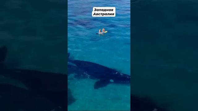 Киты в Западной Австралии смотреть онлайн
