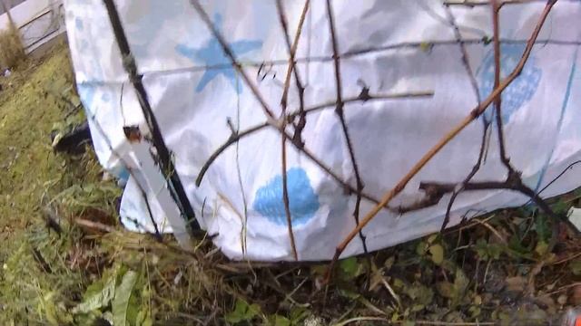 Как обрезать виноградную лозу осенью. Плохое вызревание лозы.. смотреть онлайн