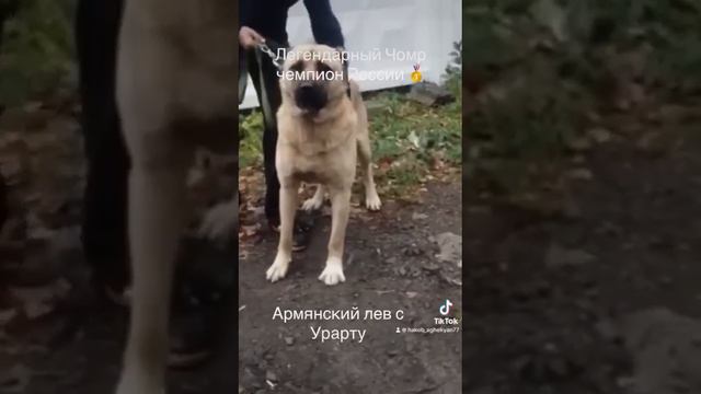 1 И ЕДИНСТВЕННЫЙ ПИТОМНИК АРМЯНСКИХ ГАМПРОВ В РОССИИ АРМЯНСКИЙ ЛЕВ С УРАРТУ. +79161338688 смотреть онлайн