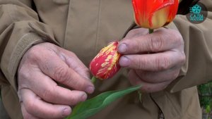 Опасный вирус пестролепестности на тюльпанах. Как бороться?