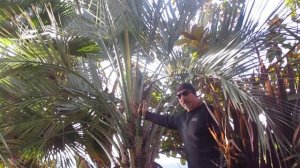 Butia capitata Palm on Salt Spring Island in Winter