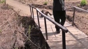 Комодский Варан, пришла к людям