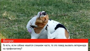 Почему собака чешется