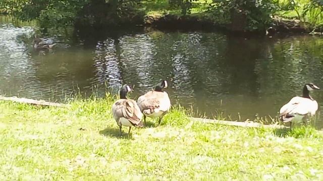 Дикие гуси с чёрными шеями. Каналы Голландии. смотреть онлайн