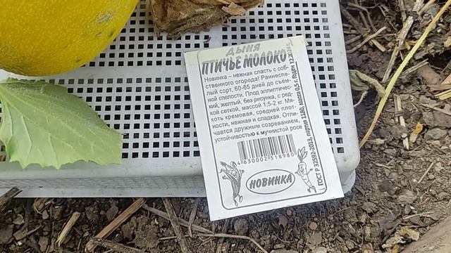 Птичье молоко от @semenaaltaya идеальный вариант для Сибири. #дыни #семенаалтая #яумамыагроном