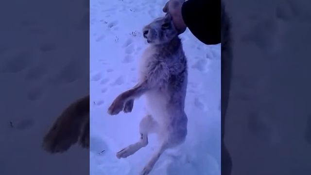 Поймали зайца в огороде дома