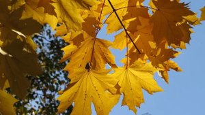 Флешмоб "Золотая осень - 2023" / 8а класс