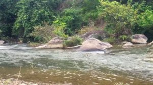 ЗВУКИ ДЛЯ СНА | ЗВУКИ ЛЕСНОГО РУЧЬЯ