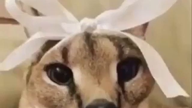 BIG FLOPPA PIMP смотреть онлайн